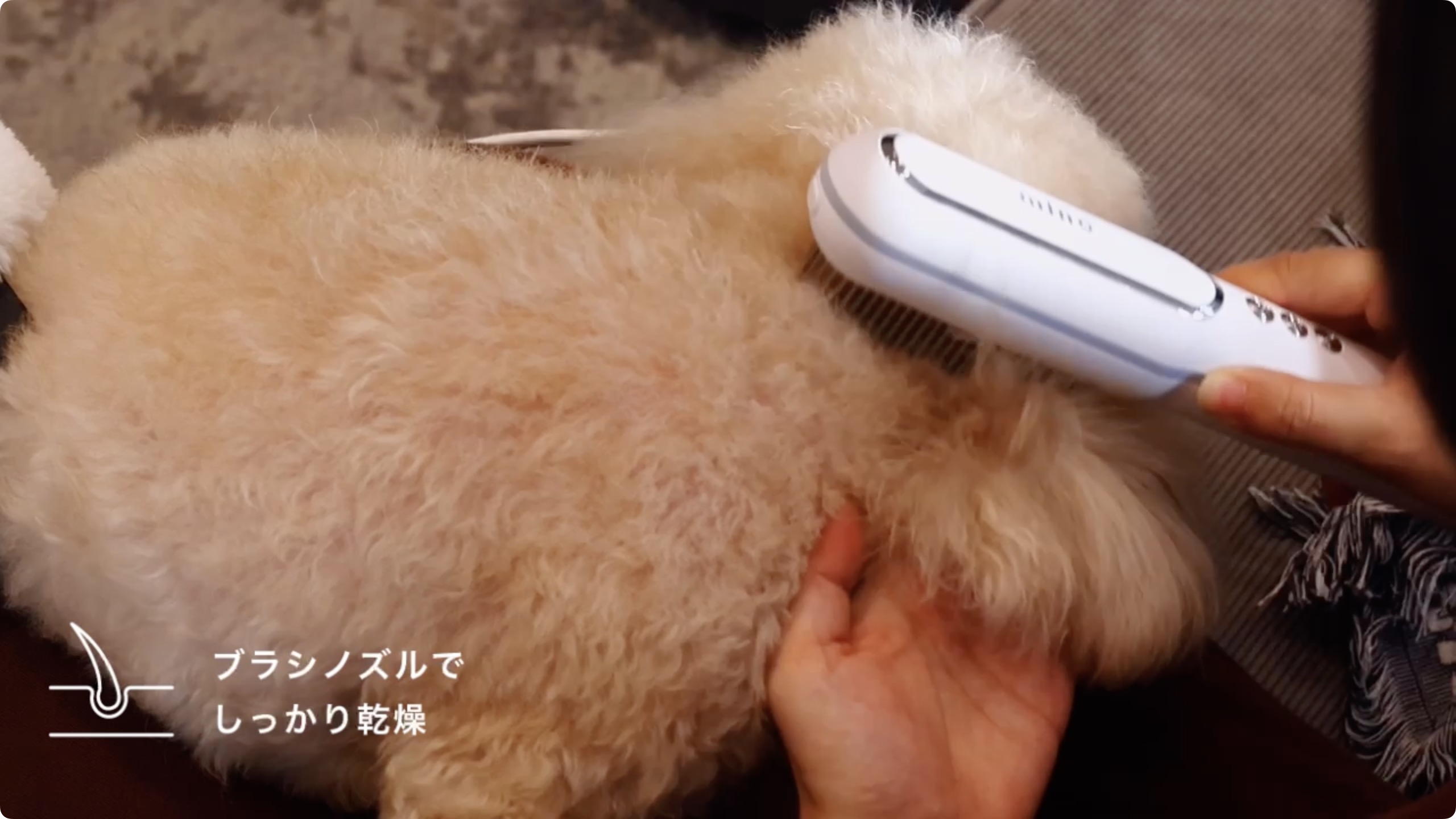 mino ★ ペットヘアドライヤー ほぼ新品 minoペットヘアドライヤー